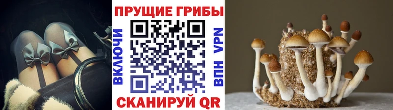 гидра ссылки Приморско-Ахтарск Галлюциногенные грибы MAGIC MUSHROOMS